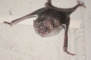 Common_vampire_bat,_Desmodus_rotundus