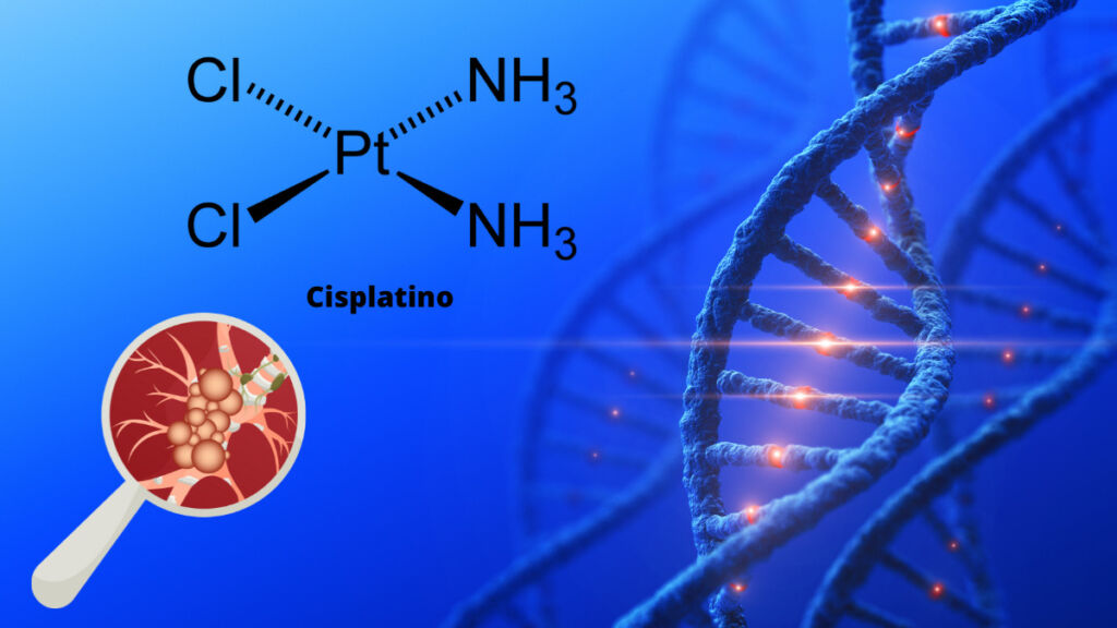 Il cisplatino è un agente chemioterapico antineoplastico in grado di interferire con tutte le fasi del ciclo cellulare legandosi al DNA